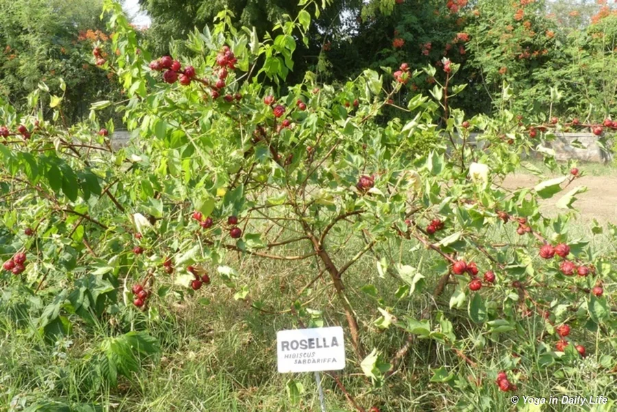 Hibiscus due to be harvested; good for bladder infections